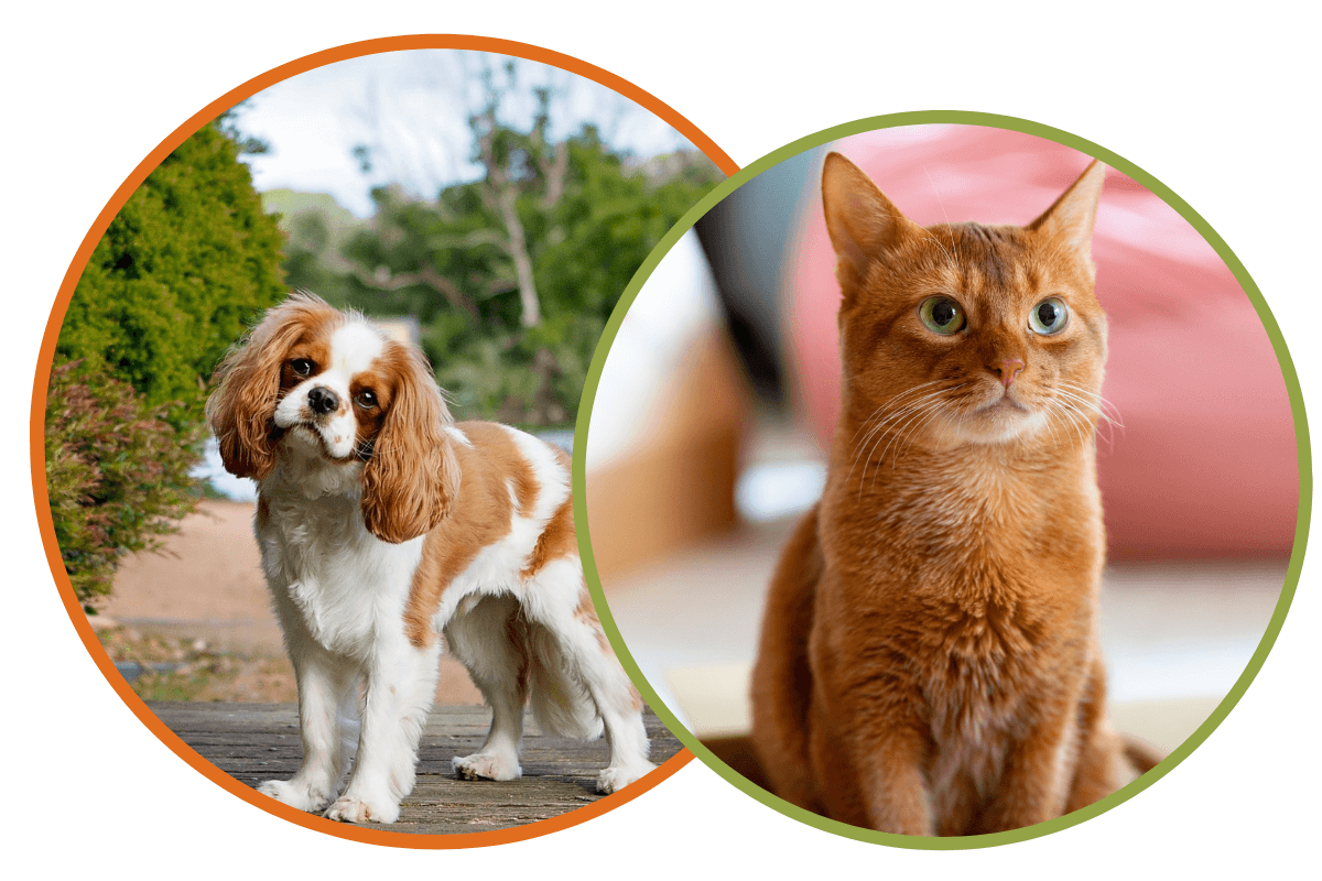 Best Veterinary Hospital In Pendle Hill, NSW | Great Western Animal Hospital